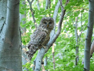 Puszczyk Uralski w Beskidzie Małym. Strix uralensis, Ural Owl © filozofgrecki