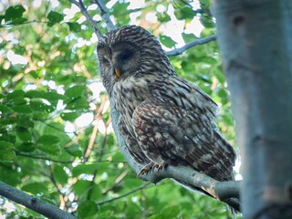 Puszczyk Uralski w Beskidzie Małym. Strix uralensis, Ural Owl © filozofgrecki