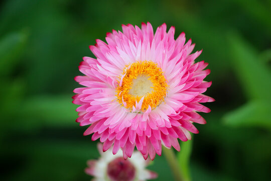 pink strawflower