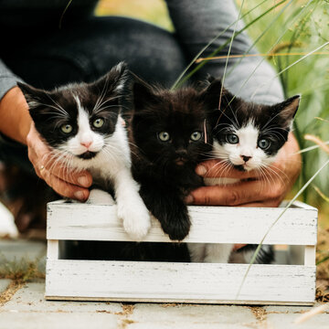 Cute three kittens in a white wooden crate with human hands outdoors.