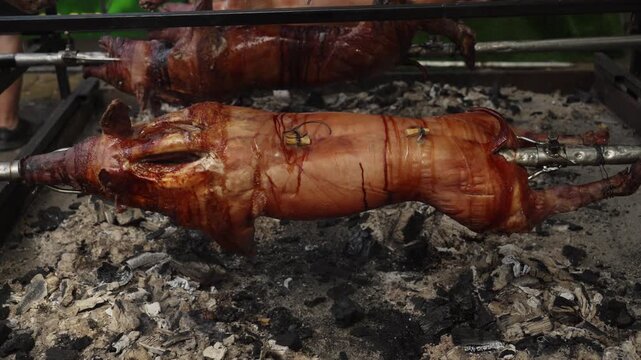 Whole pigs roast on spits over charcoal at an outdoor food event. Traditional barbecue scene for gastronomy, catering, tourism and food promotion
