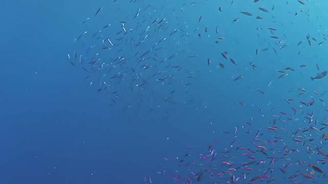 Schooling Fish Drift through Deep Blue Water above a Coral Reef. Small fish form a loose school in deeper blue water while coral and reef structure remain visible along the lower frame.