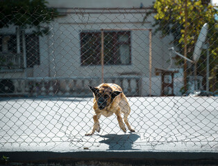 Light-brown dog with black face stands tense and focused moving toward viewer, viewed through rusted torn wire mesh fence  sunlit rooftop, pale residential building and green trees in background © Wizarto