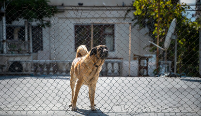 Tall light-brown dog with black ears stands alert looking upward barking, viewed through weathered wire mesh fence  sunlit concrete rooftop, pale residential building and foliage in background © Wizarto
