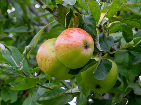 Apples variety Lord Roseberry ripening on a tree