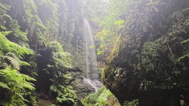 Video desde la Cascada de Los Tilos en el bosque de laurisilva de La Palma