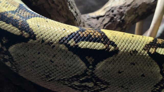 Boa constrictor snake on tree branch, Central and South America reptile, zoology, animal life observation and research.