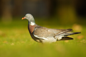 Obraz premium Common Wood-Pigeon, Columba palumbus, standing with food morsel in beak, iridescent neck sheen, golden backlight, soft bokeh, detailed close-up European garden bird portrait photography