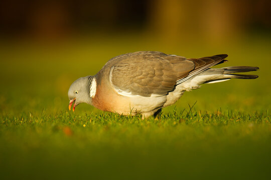Common Wood-Pigeon, Columba palumbus, feeding head down on green grass, tail feathers fanned, golden hour backlight, soft bokeh background, detailed close-up European garden bird portrait