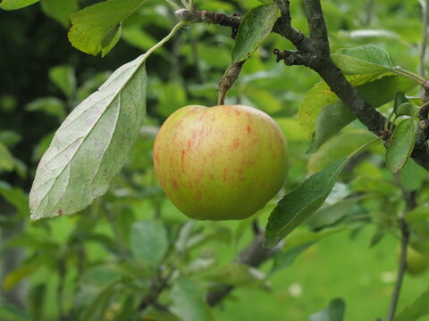 Apple variety Lord Roseberry ripening on a tree