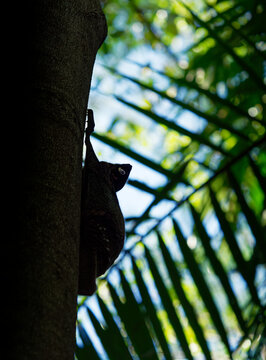 Sunda Flying Lemur (Galeopterus variegatus) colugo clinging upside down to tree trunk under palm canopy, gliding membrane mammal, Southeast Asian rainforest, nocturnal wildlife, camouflaged.