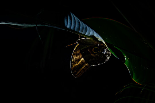 Forest Giant Owl - Caligo eurilochus butterfly (tribe Brassolini of subfamily Morphinae), from Mexico through Central America to Amazon River in South America, very large butterfly in the night