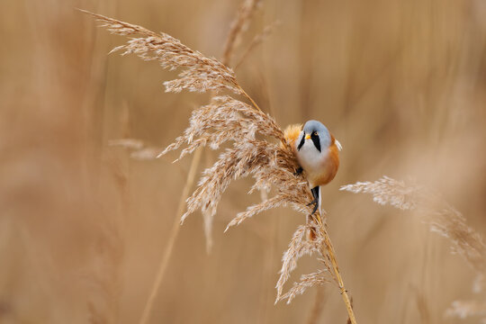 Male Bearded Reedling Panurus biarmicus portrait with black moustache stripe and blue-grey head, also called Bearded Tit, perched on fluffy reed panicle in golden marsh, wetland wildlife photo