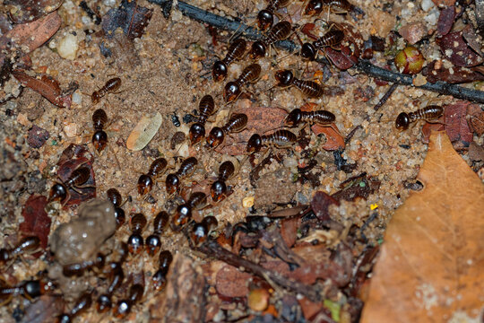 Macrotermes carbonarius black termite colony foraging on forest floor among leaf litter and sand, fungus-growing termite workers and soldiers, Southeast Asian rainforest, macro insect wildlife photo