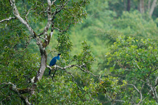 Great Blue Turaco Corythaeola cristata perched in tropical rainforest canopy tree, world's largest turaco species with vivid blue plumage and yellow bill, African montane forest wildlife bird photo