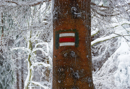 Czech tourist trail marker painted on tree trunk in frosty winter forest, red and white waymark sign with green border, snow-covered branches, hiking trail blaze, winter outdoor recreation photo