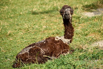 A baby alpaca, born a few hours ago, enjoys the sunlight and protection of its mother © Marius Burcea