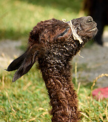 A baby alpaca, born a few hours ago, enjoys the sunlight and protection of its mother © Marius Burcea