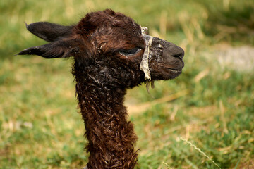 A baby alpaca, born a few hours ago, enjoys the sunlight and protection of its mother © Marius Burcea