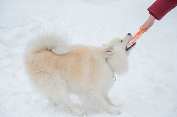 Fototapeta premium A Samoyed dog plays with a puller on a winter walk.