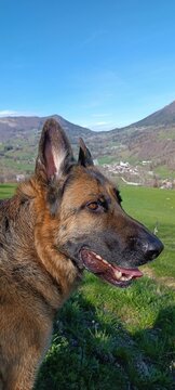 magnifique berger allemand photographi&eacute; de profil, au c&oelig;ur d'un paysage de montagne verdoyant.