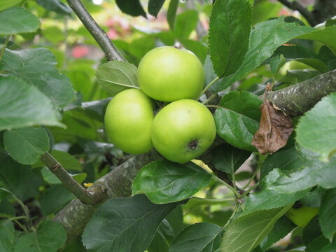 Apples variety Galloway Pippin ripening on a tree