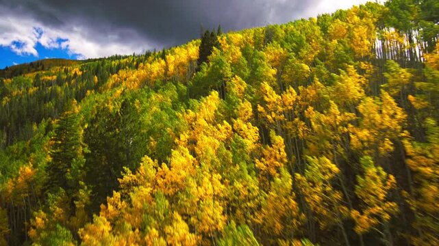 Autumn forest fall with leaves flying around in the wind yellow aspen grove, fpv video drone Vail, Colorado 4K