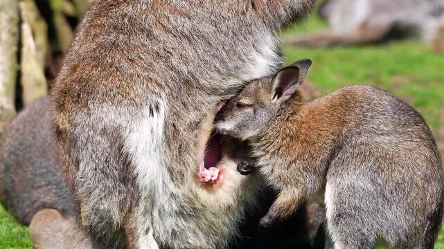 A young Parma wallaby joey stands on green grass and reaches deep into its mother's pouch to suckle before sniffing the ground. The clip beautifully illustrates maternal nourishment and growth.