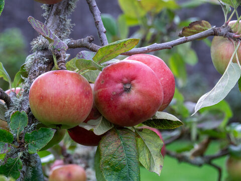 Apples variety Cutler Grieve ripening on a tree