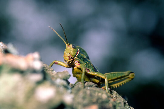 a Sardinian stone grasshopper (Pamphagus sardeus), a robust, flightless insect endemic to the island of Sardinia, Italy.Gesturi. Sardegna. Italia.