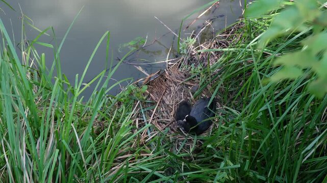 Eurasian coot Fulica atra bird sitting on nest by river bank in Ghent green nature