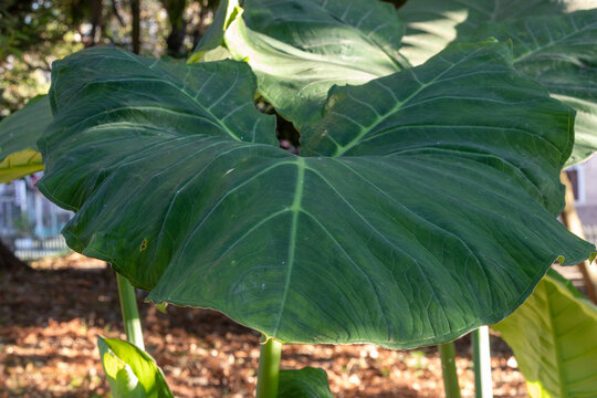 Elephant ear leaf (Xanthosoma) in close-up shot. Focus on botany, plant texture, macro photography, and tropical flora.