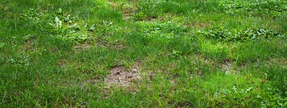 Unhealthy Lawn With Clover Weeds And Dead Patches - Lawn Care