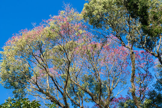 Pink lapacho (Handroanthus) blooming against blue sky. Focus on flowering, botany, native tree, and winter bloom.