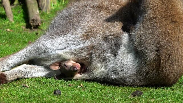 A relaxed adult Parma wallaby lies resting on green grass while the head of her joey peeks out upside down from her pouch. The amusing posture highlights the snug security of the marsupial pouch.