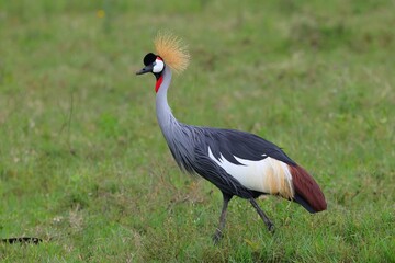 Fototapeta premium Grey-Crowned Crane on grassland, Ngorongoro Crater National Park, Tanzania