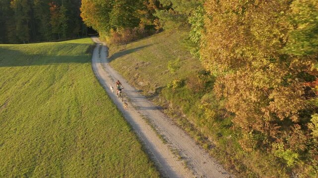 LENS FLARE, AERIAL: Female rider biking along gravel road through rolling green hills, accompanied by off leash dogs in warm autumn light. Colourful forest edges, meadows and peaceful countryside.