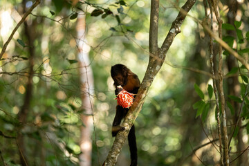 Yellow-breasted capuchin monkey holds a flower in the forest in Bahia Brazil © nikopacheco