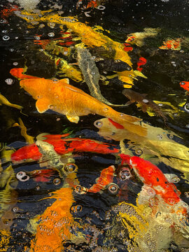 Colorful koi fish swimming in a dark pond