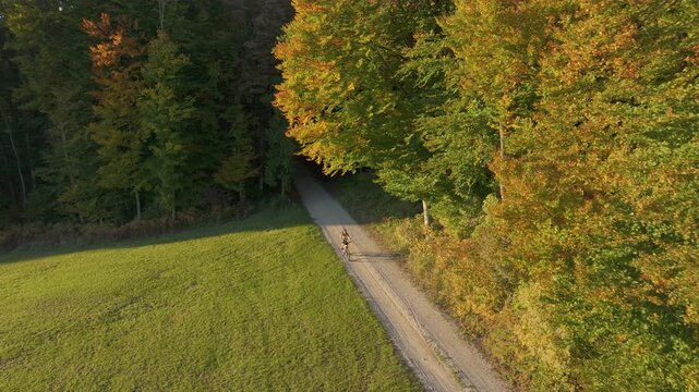 AERIAL: Woman on a mountain bike riding a gravel lane beside a bright autumn forest. She is exploring scenic countryside dotted with green meadows, colourful woodland and lit by warm sunset light.