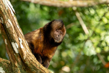 Yellow-breasted capuchin monkey seen resting on a tree branch in Bahia, Brazil © nikopacheco