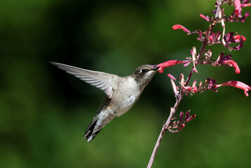 Fototapeta premium hummingbird on a flower