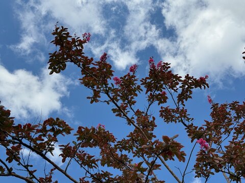 A low angle view of blooming Crape Myrtle branches (Lagerstroemia indica) with dark red leaves and pink flower clusters against a cloudy blue sky on a bright day.