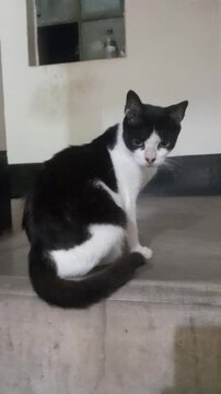 A black and white cat sitting on the floor looking at the camera a medium shot of domestic with tuxedo like and fur on plain