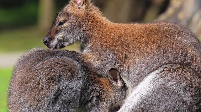 An adult Parma wallaby tenderly grooms and nuzzles her resting joey while they cuddle closely together. The intimate interaction beautifully showcases deep familial affection and social bonding.