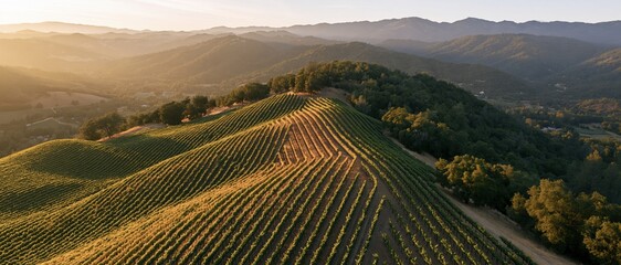 Obraz premium Aerial view of vineyard rows curving across rolling hills at sunset