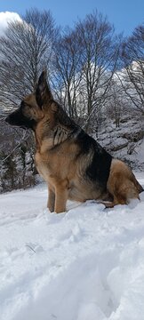 un magnifique berger allemand assis dans la neige, au c&oelig;ur d'une for&ecirc;t hivernale, sous un ciel bleu lumineux