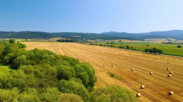 Aerial view of yellow harvested wheat field bordered by forest. Drone perspective reveals golden farmland with rolled straw bales alongside dense green trees and hills.