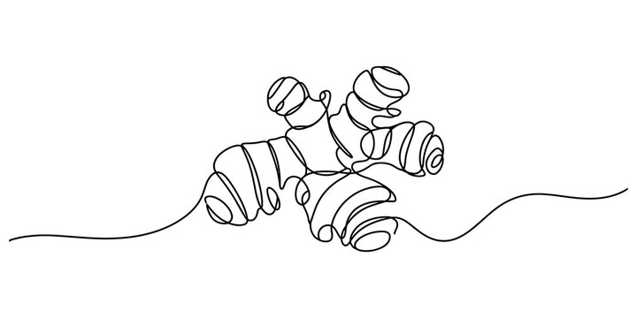 Continuous single line drawing of a ginger root spice illustration for organic food and healthy cooking concept art isolated on transparent background
