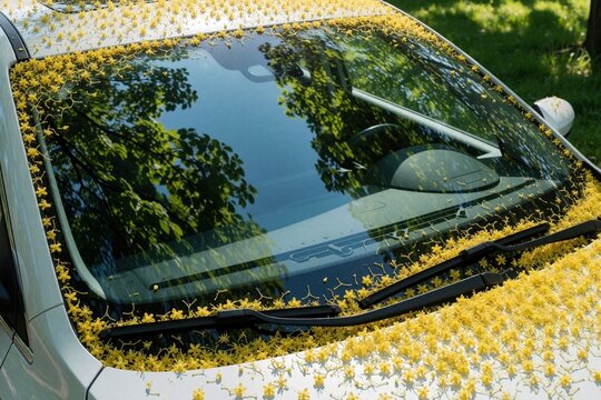 Car windshield coated with yellow spring pollen and tiny blossoms. Seasonal allergies and car cleaning needs are apparent. Outdoor nature scene.